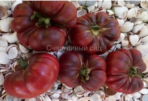 Purple Calabash (Пурпурный Калабаш)