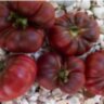 Purple Calabash (Пурпурный Калабаш)
