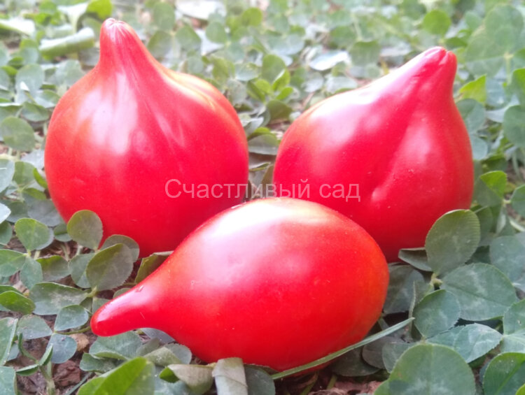 Rote Herztomate (Красные сердечки) (Тип мультифлора) Rote Herztomate (Красные сердечки) (Тип мультифлора)