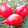 Rote Herztomate (Красные сердечки) (Тип мультифлора) Rote Herztomate (Красные сердечки) (Тип мультифлора)