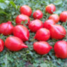 Rote Herztomate (Красные сердечки) (Тип мультифлора) Rote Herztomate (Красные сердечки) (Тип мультифлора)