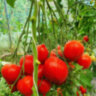Rote Herztomate (Красные сердечки) (Тип мультифлора) Rote Herztomate (Красные сердечки) (Тип мультифлора)