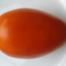 Cream Orange Giant (Гигант оранжевый кремовый, Оранжевый крем) Cream Orange Giant (Гигант оранжевый кремовый, Оранжевый крем)