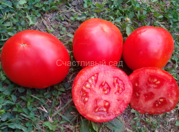 Ахмет Ахмет