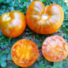 Orange Ghabbana (Оранжевый Габбана) Orange Ghabbana (Оранжевый Габбана)