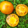 Orange Ghabbana (Оранжевый Габбана) Orange Ghabbana (Оранжевый Габбана)