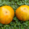 Orange Ghabbana (Оранжевый Габбана) Orange Ghabbana (Оранжевый Габбана)
