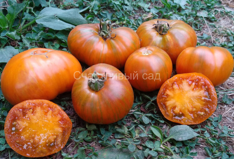 Orange Ghabbana (Оранжевый Габбана) Orange Ghabbana (Оранжевый Габбана)