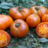 Orange Ghabbana (Оранжевый Габбана) Orange Ghabbana (Оранжевый Габбана)