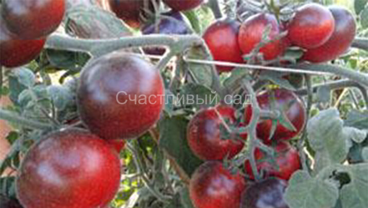 Woolly Blue Wine (Пушистое синее вино) Woolly Blue Wine (Пушистое синее вино)