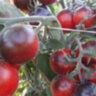 Woolly Blue Wine (Пушистое синее вино) Woolly Blue Wine (Пушистое синее вино)