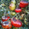 Синяя Груша (Blue Pear) Синяя Груша (Blue Pear)