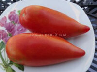 Pittman Valley Plum (Слива долины Питман)