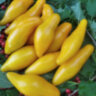 Bananu (Банану) Bananu (Банану)