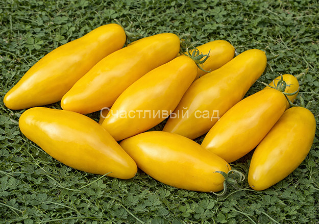 Bananu (Банану) Bananu (Банану)