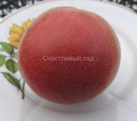 Седой принц Седой принц