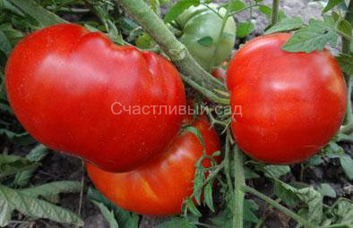 Липецкий красный крупный Липецкий красный крупный
