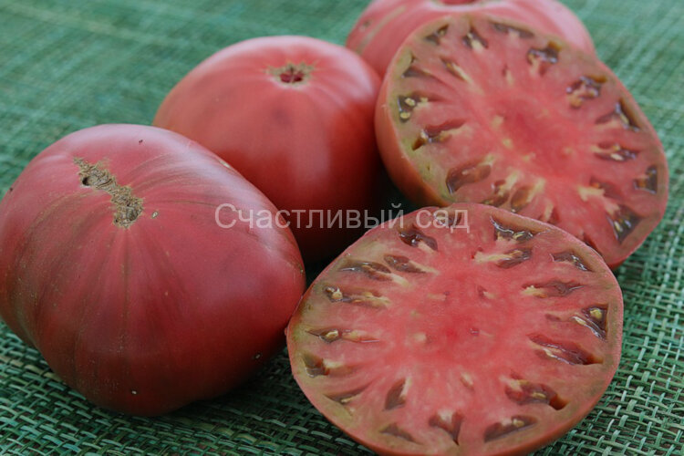 Indian Stripe (Индийский Полосатый) Indian Stripe (Индийский Полосатый)