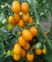 Datterini Yellow (Даттерини желтые)