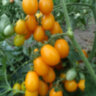 Datterini Yellow (Даттерини желтые) Datterini Yellow (Даттерини желтые)