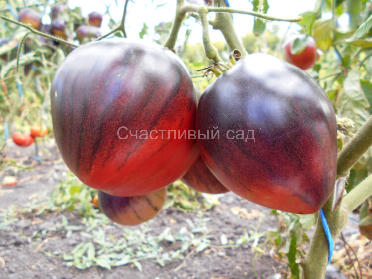 KAS 21 (КАС 21) KAS 21 (КАС 21)