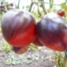 KAS 21 (КАС 21) KAS 21 (КАС 21)