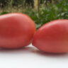 Kalman’s Hungarian Pink (Кальмана Венгерский розовый) Kalman’s Hungarian Pink (Кальмана Венгерский розовый)