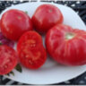 Dwarf Arctic Rose (Гном Арктическая роза, Гном Арктик Роуз) Dwarf Arctic Rose (Гном Арктическая роза, Гном Арктик Роуз)