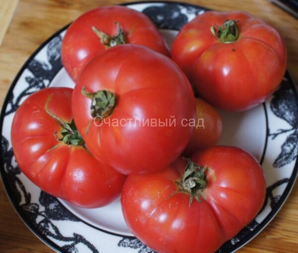 Dwarf Arctic Rose (Гном Арктическая роза, Гном Арктик Роуз) Dwarf Arctic Rose (Гном Арктическая роза, Гном Арктик Роуз)