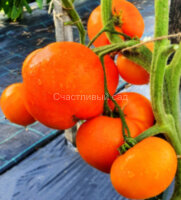 Минусинский оранжевый (Minusinsk Orange)