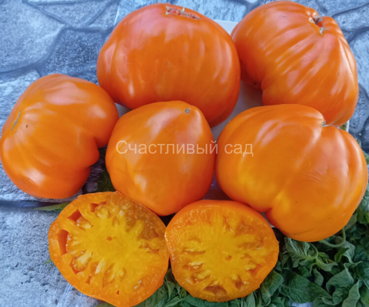 Золотой гребень (Cresta di Oro) Золотой гребень (Cresta di Oro)