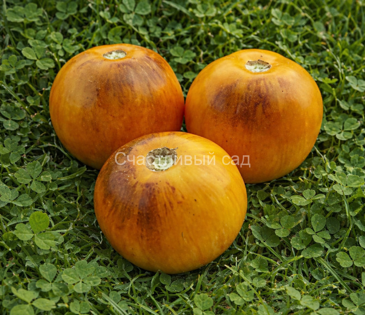 Golden Tiger (Золотой тигр) Golden Tiger (Золотой тигр)