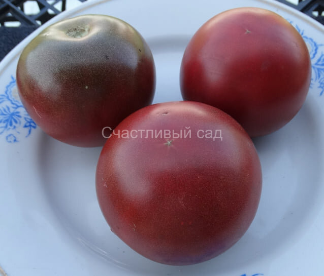 Korney's Cross (Гибрид Корнея) Korney's Cross (Гибрид Корнея)