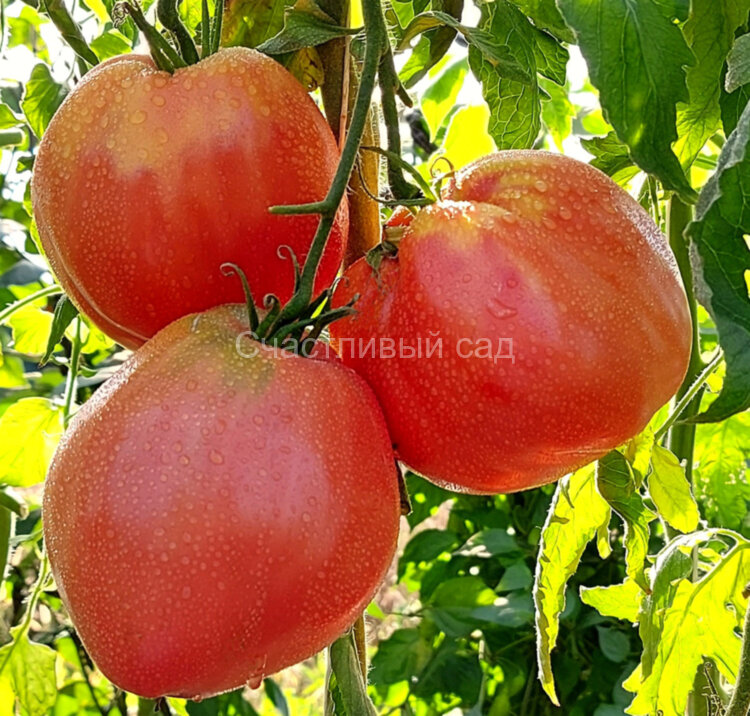 Минусинские бычки новые (Minusinsk new bulls) Минусинские бычки новые (Minusinsk new bulls)