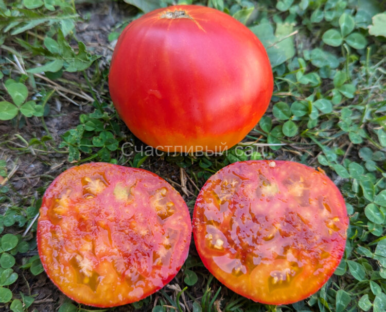 Dwarf Gloria's Treat (Гном Угощение Глории) Dwarf Gloria's Treat (Гном Угощение Глории)