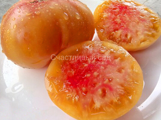 Медовый салют