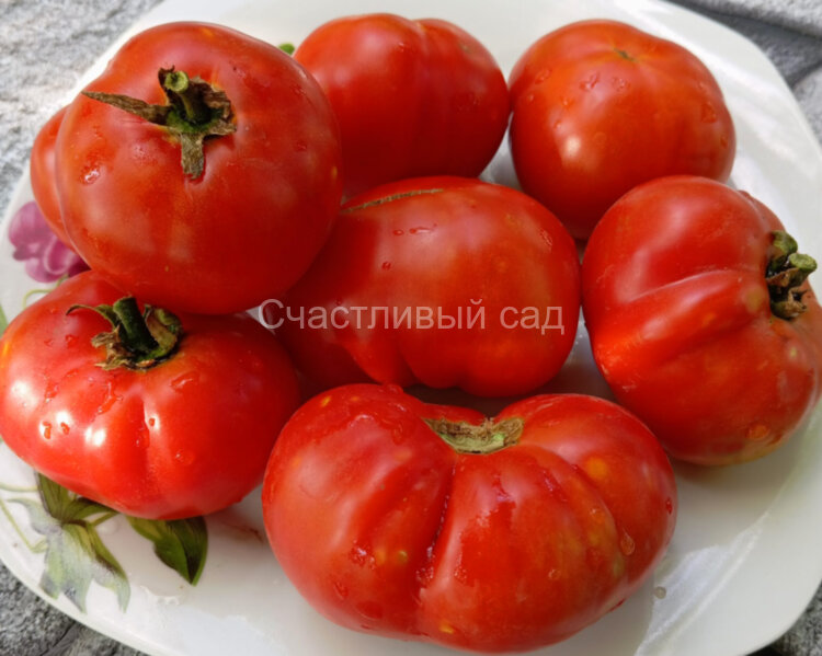 Dwarf Recessive (Гном Рецессивный) Dwarf Recessive (Гном Рецессивный)