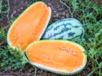 Арбуз Tendersweet orange (Тендерсвит оранжевый)