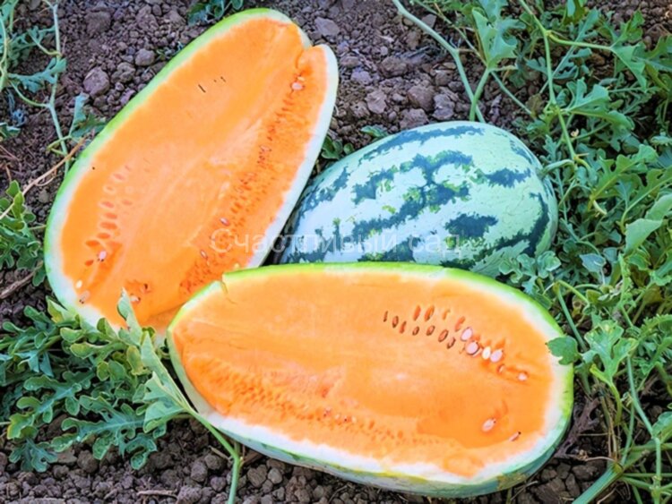 Арбуз Tendersweet orange (Тендерсвит оранжевый) Арбуз Tendersweet orange (Тендерсвит оранжевый)