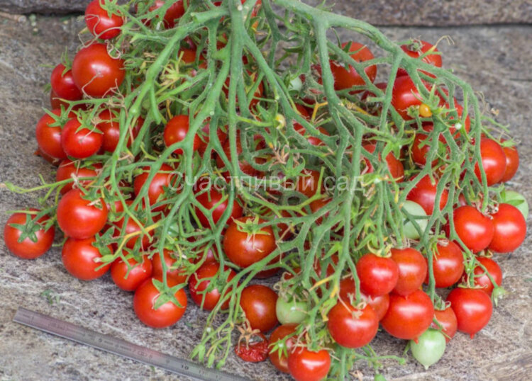 Geranium Kiss (Поцелуй герани) Geranium Kiss (Поцелуй герани)