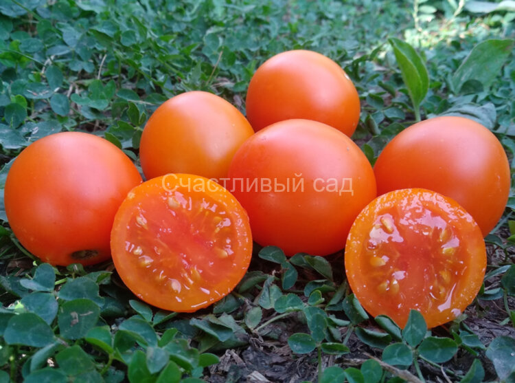 Экспериенс Экспериенс