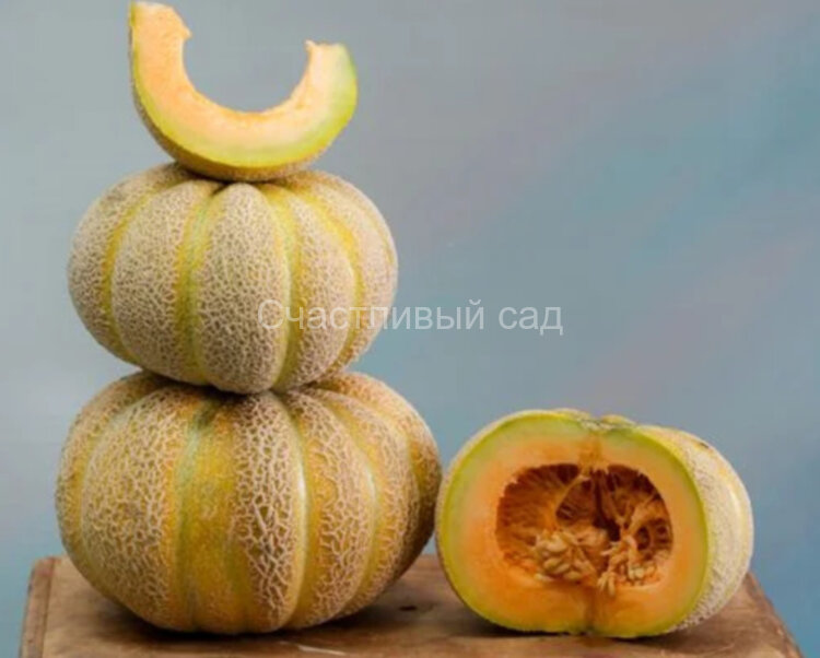 Дыня Золотая Дженни (Golden Jenny) Дыня Золотая Дженни (Golden Jenny)
