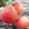 Mallee Rose Dwarf (Гном Малли Роуз) Mallee Rose Dwarf (Гном Малли Роуз)