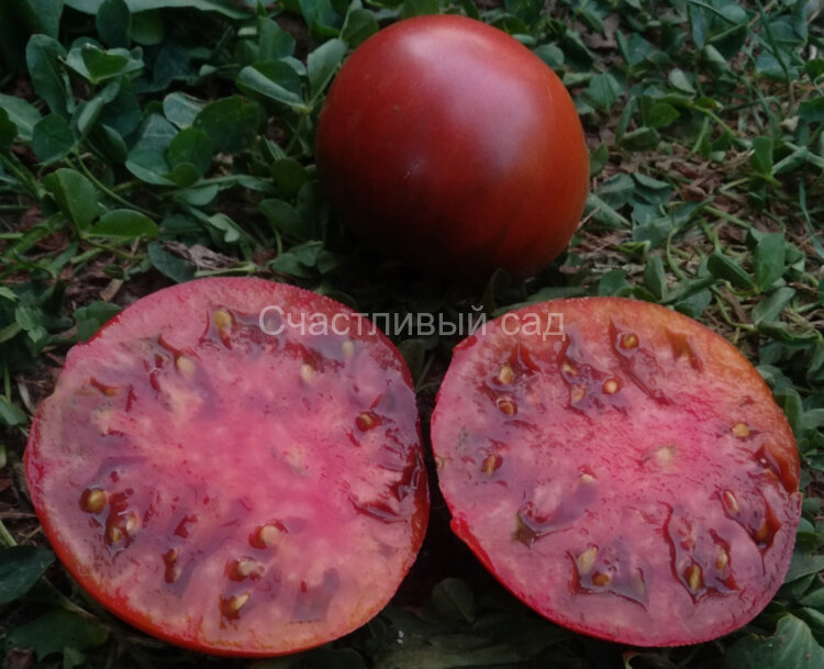 Abracazebra (Абраказебра) Abracazebra (Абраказебра)