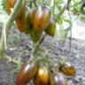 Brad’s Atomic Grape (Атомный Виноград Брэда) Brad’s Atomic Grape (Атомный Виноград Брэда)