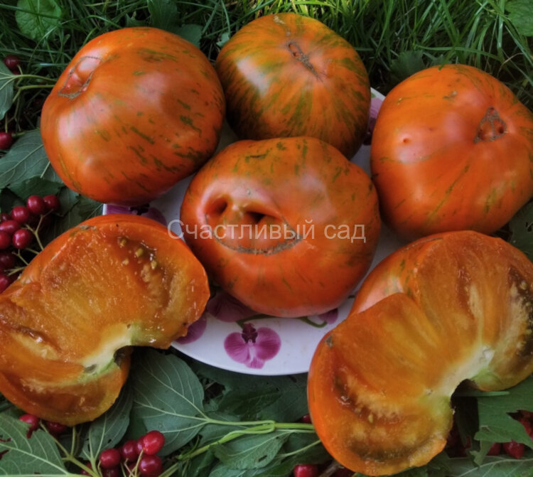 Улыбка Сандры Улыбка Сандры
