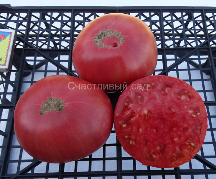 Brandywine Pawer’s Strain (Брэндивайн линия Повера) Brandywine Pawer’s Strain (Брэндивайн линия Повера)