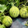 Дыня Турецкая леопардовая (Turkish Leopard) Дыня Турецкая леопардовая (Turkish Leopard)