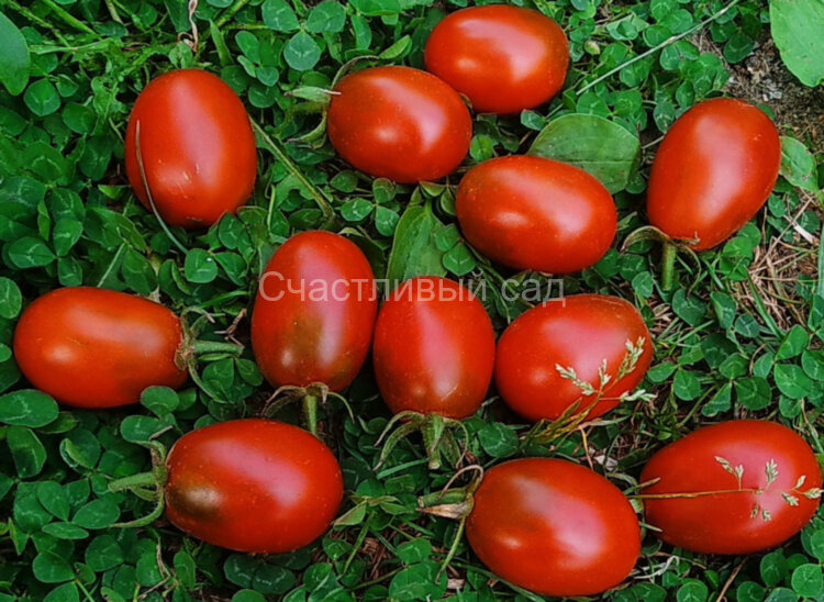 Шоколадный зайчик Шоколадный зайчик