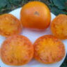 Big Orange Cool Ridge (Большой оранжевый хребет) Big Orange Cool Ridge (Большой оранжевый хребет)